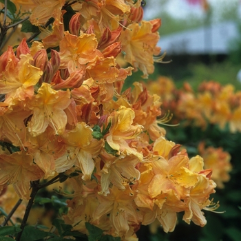 Rhododendron Northern Lights hybrid 'Golden Lights' (035945)