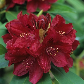 Rhododendron Northern Lights hybrid 'Golden Lights' (035947)