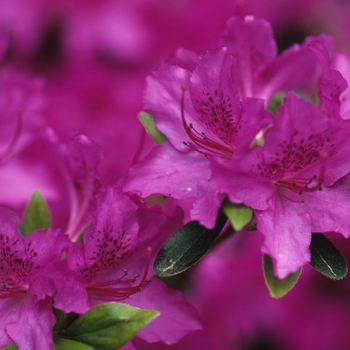 Rhododendron Gable hybrid 'Karen' (035965)