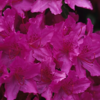 Rhododendron Gable hybrid 'Karen' (035967)
