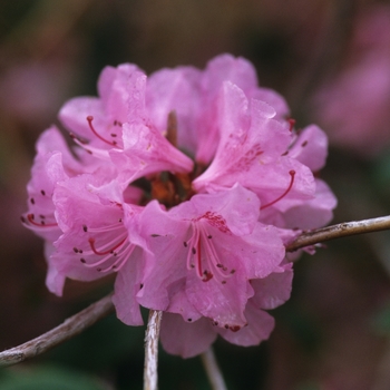 Rhododendron 'Olga Mezzit' (035979)