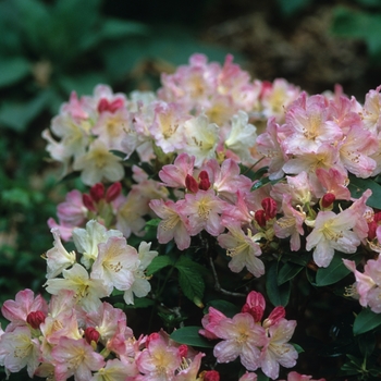 Rhododendron 'Percy Wiseman' (035989)