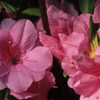 Rhododendron Rutherford hybrid 'Pink Ruffle' (035990)
