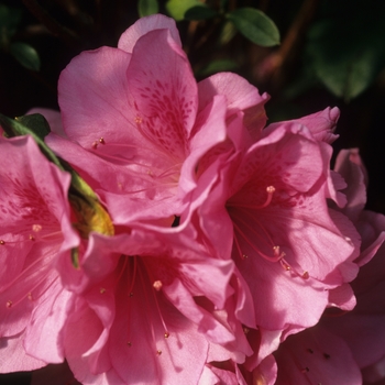 Rhododendron Rutherford hybrid 'Pink Ruffle' (035991)