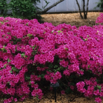 Rhododendron 'Purple Pride' (035992)
