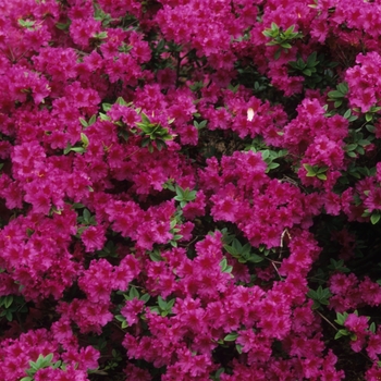Rhododendron 'Purple Pride' (035993)