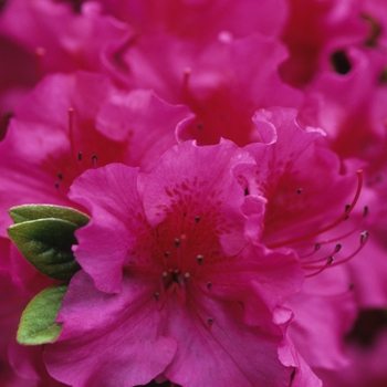 Rhododendron 'Purple Pride' (035994)