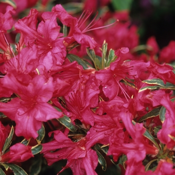 Rhododendron yakushimanum 'Solidarity' (036003)