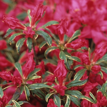 Rhododendron yakushimanum 'Solidarity' (036004)