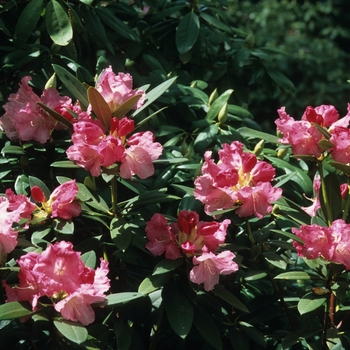 Rhododendron yakushimanum 'Solidarity' (036005)