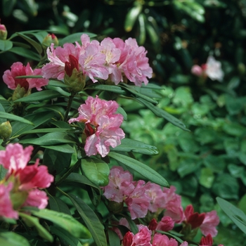 Rhododendron 'Yaku Prince' (036009)
