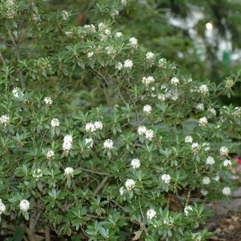 Rhododendron micranthum '' (036010)