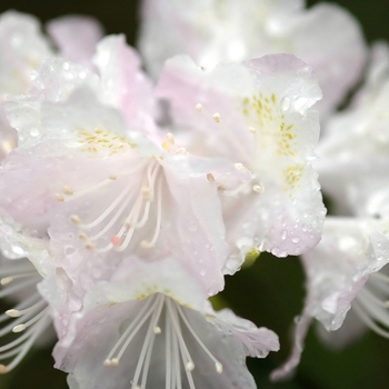 Rhododendron mucronulatum 'Cama' (036014)