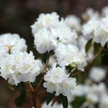 Rhododendron mucronulatum 'Cama' (036015)
