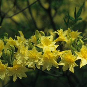 Rhododendron narcissiflorum '' (036018)