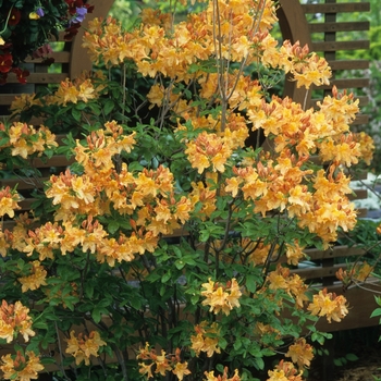 Rhododendron Northern Lights hybrid 'Golden Lights' (036022)