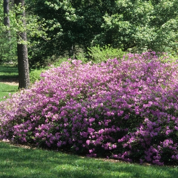 Rhododendron yedoense var. poukhanense '' (036028)