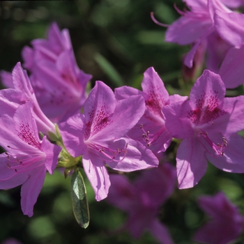 Rhododendron yedoense var. poukhanense '' (036029)