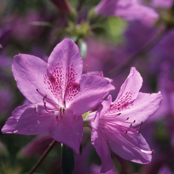 Rhododendron yedoense var. poukhanense '' (036030)