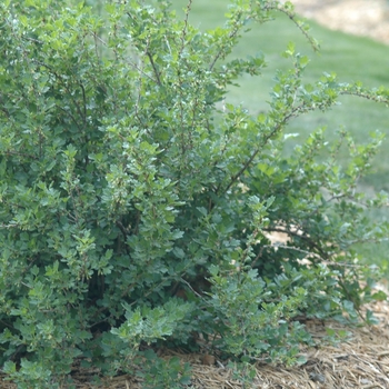 Ribes uva-crispa 'Hinnonmaki Red' (036054)