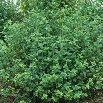 Ribes alpinum '' (036057)