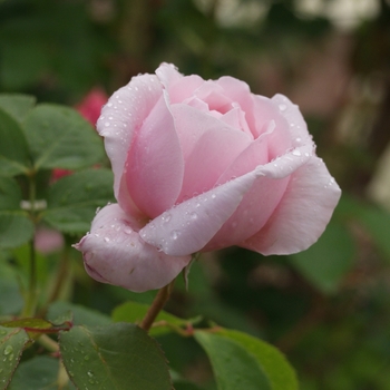 Rosa 'Ambridge' (036094)