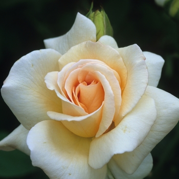 Rosa 'Apricot Nectar' (036097)