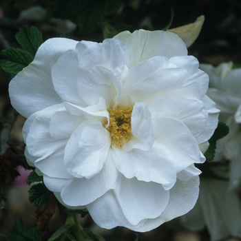 Rosa 'Blanc Double De Coubert' (036139)