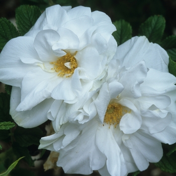 Rosa 'Blanc Double De Coubert' (036140)