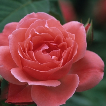 Rosa 'Camelot' (036164)