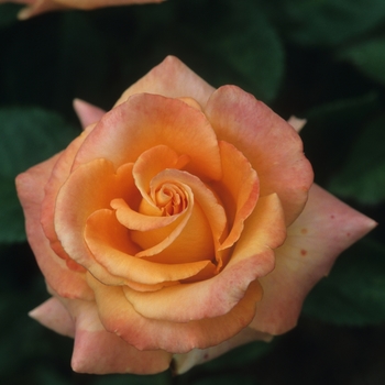 Rosa 'Caribbean' (036184)