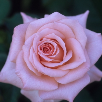 Rosa 'Cherish' (036200)