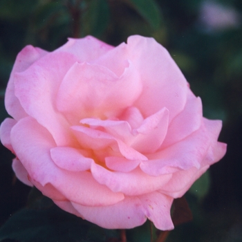 Rosa 'Cherish' (036201)