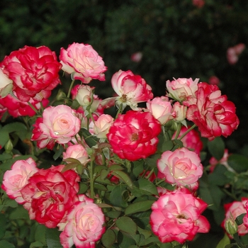 Rosa 'Cherry Parfait' (036202)