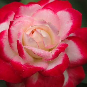 Rosa 'Cherry Parfait' (036205)