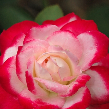 Rosa 'Cherry Parfait' (036206)