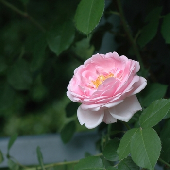 Rosa 'Constance Spry' (036229)