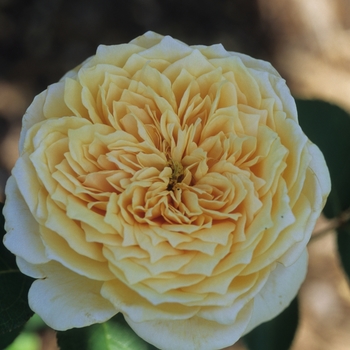 Rosa 'English Garden' (036288)