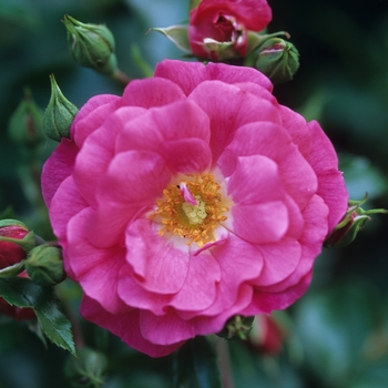 Rosa Flower Carpet® 'Pink' (036298)