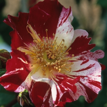 Rosa 'Fourth of July' (036301)