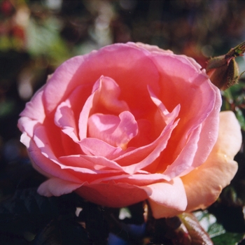 Rosa 'Fragrant Apricot' (036305)