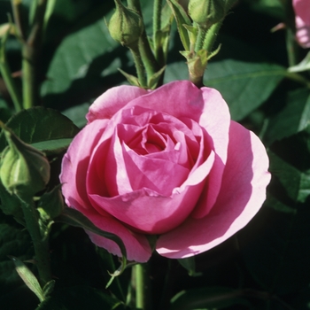 Rosa 'Gertrude Jekyll' (036319)