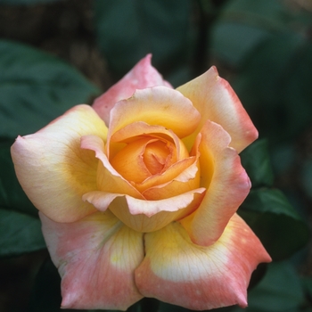 Rosa 'Glowing Peace' (036325)