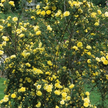 Rosa 'Harrison's Yellow' (036352)