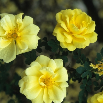 Rosa 'Harrison's Yellow' (036353)