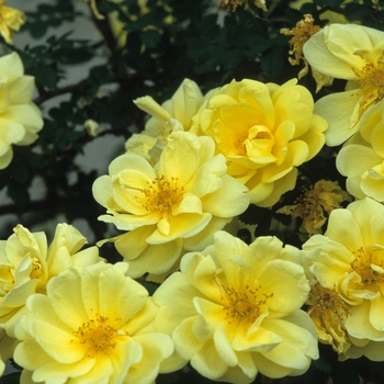 Rosa 'Harrison's Yellow' (036354)