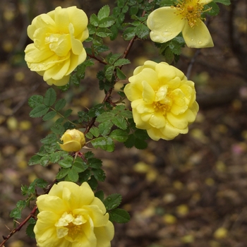 Rosa 'Harrison's Yellow' (036355)