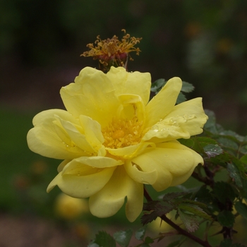 Rosa 'Harrison's Yellow' (036356)