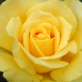 Rosa 'Honey Bouquet' (036366)