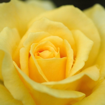 Rosa 'Honey Bouquet' (036367)
